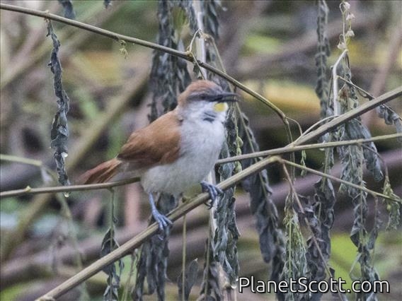 Yellow-chinned Spinetail (Certhiaxis cinnamomeus)