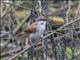  Yellow-chinned Spinetail (Certhiaxis cinnamomeus)