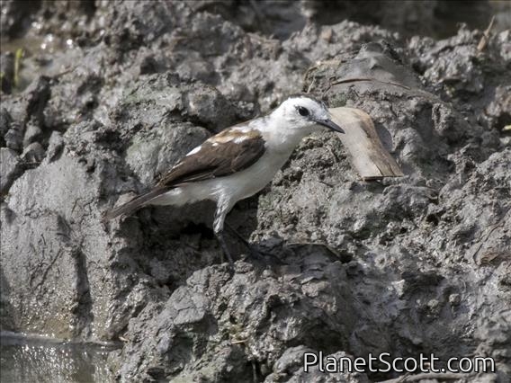 Pied Water-Tyrant (Fluvicola pica) - Female