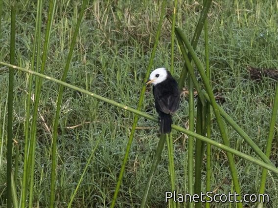 White-headed Marsh-Tyrant (Arundinicola leucocephala)