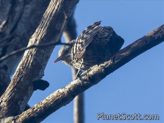 Stripe-backed Wren (Campylorhynchus nuchalis)