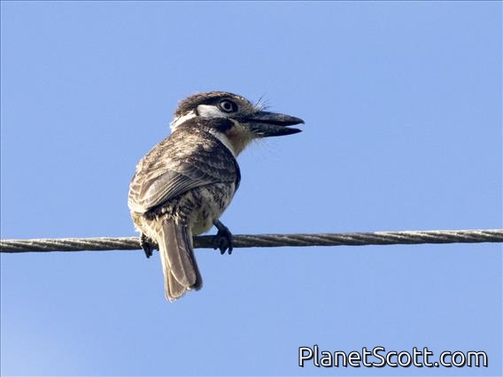 Russet-throated Puffbird (Hypnelus ruficollis)