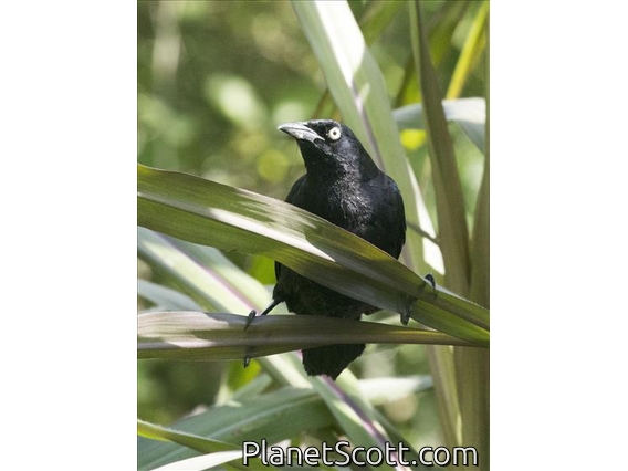 Carib Grackle (Quiscalus lugubris)