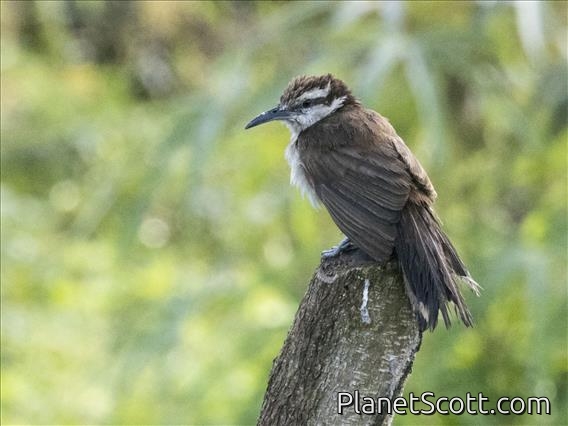 Bicolored Wren (Campylorhynchus griseus)