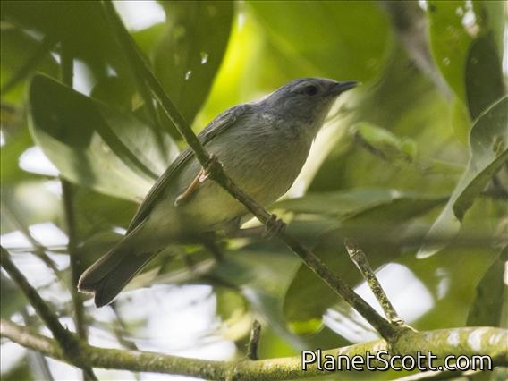 Bicolored Conebill (Conirostrum bicolor)