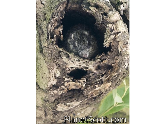 Speckled Tree Rat (Pattonomys semivillosus)