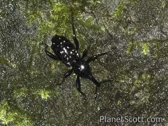 Weevil (Hylobiina sp)