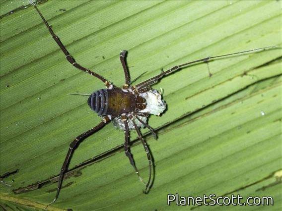 Cranaid Harvestman (Phalangodus kuryi)