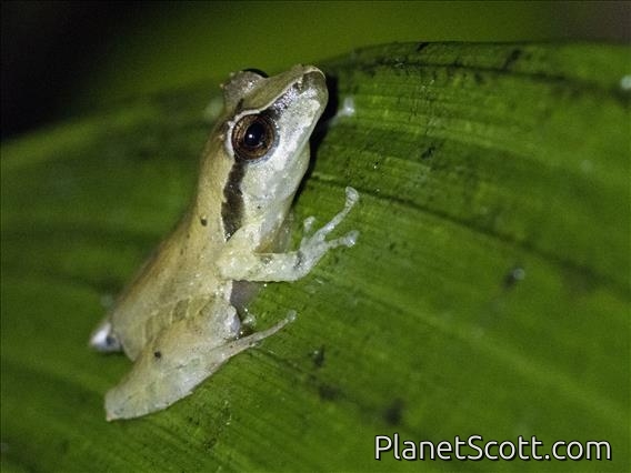 Terrestrial-breeding Frog (Serranobatrachus ruthveni)