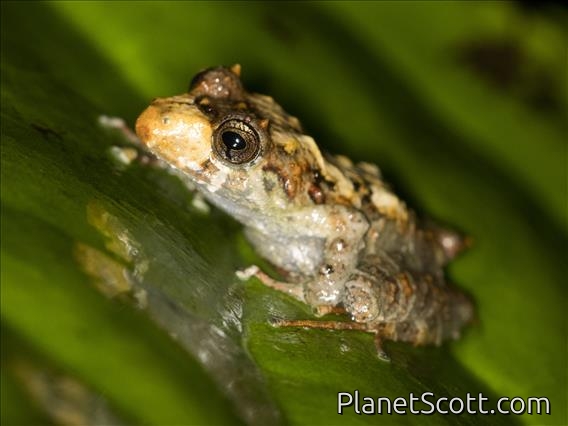 Terrestrial-breeding Frog (Serranobatrachus delicatus)