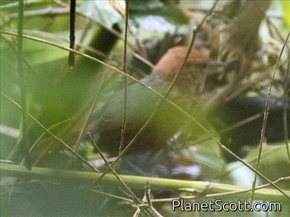 Rusty-headed Spinetail (Synallaxis fuscorufa)