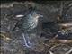 Santa Marta Antpitta (Grallaria bangsi)