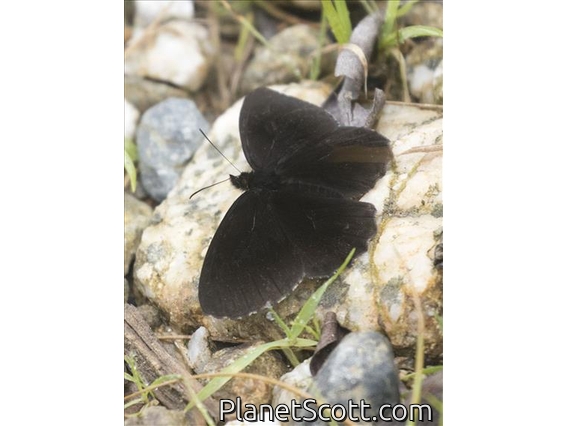 Brush-footed Butterfly (Nymphalidae sp)