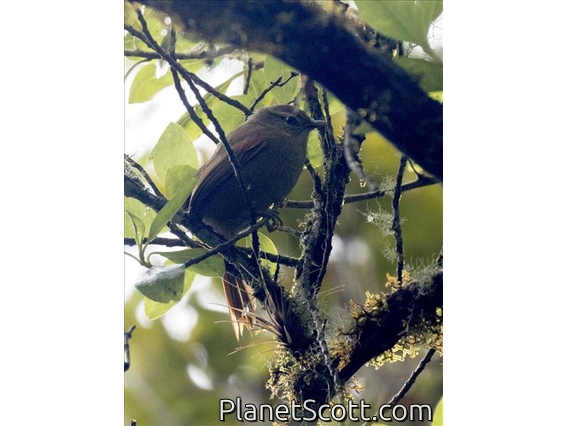 Streak-capped Spinetail (Cranioleuca hellmayri)