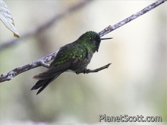 Tyrian Metaltail (Metallura tyrianthina) - Male