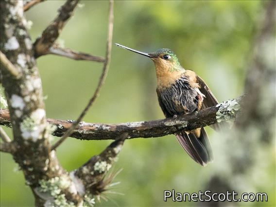White-tailed Starfrontlet (Coeligena phalerata) - Female