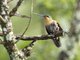 White-tailed Starfrontlet (Coeligena phalerata) - Female