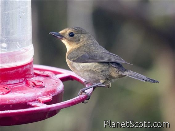 White-sided Flowerpiercer (Diglossa albilatera) - Female