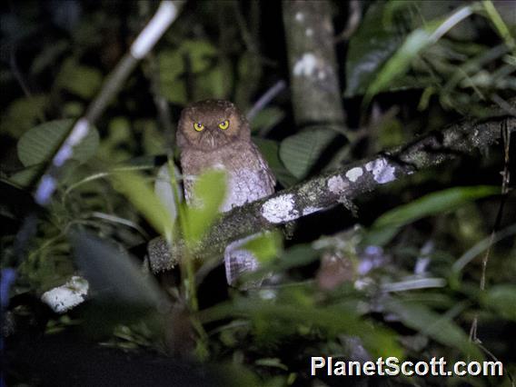 Santa Marta Screech-owl (Megascops gilesi)