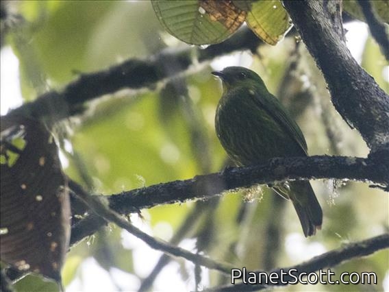 Golden-breasted Fruiteater (Pipreola aureopectus)