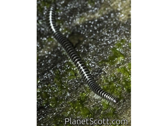 Millipede (Rhinocricidae sp)
