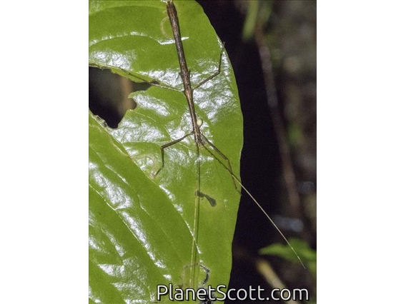 Walking Stick (Diapheromeridae sp)