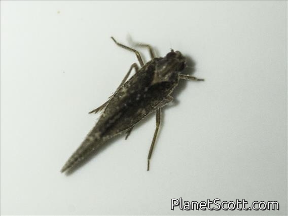 Bug (Cicadidae sp)