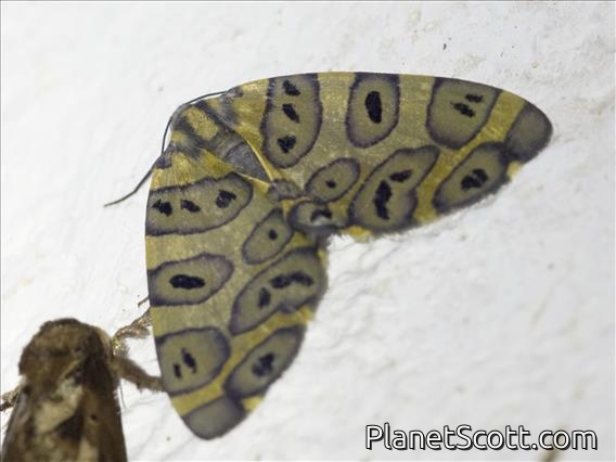 Blotched Leopard Moth (Pantherodes colubraria)