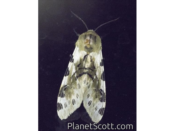 Tiger Moth (Erebidae sp)