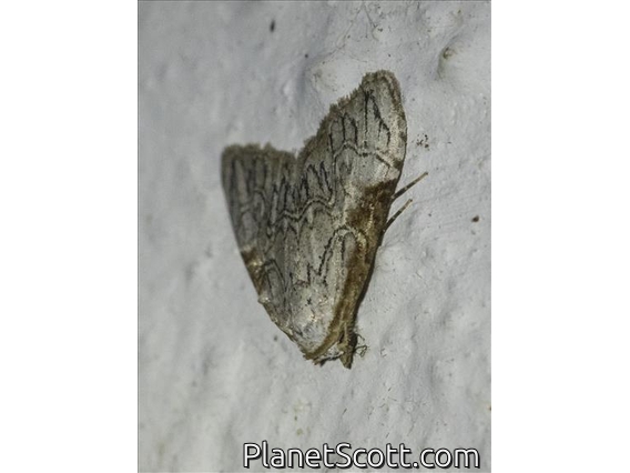 Moth (Erebidae sp_co2)