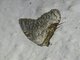 Moth (Erebidae sp_co2)