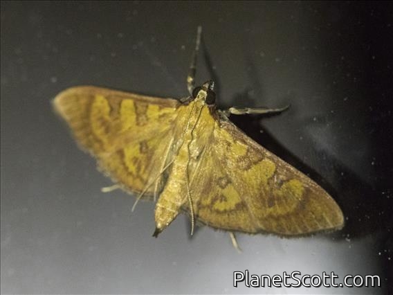 Crambid Snout Moth (Prenesta scyllalis)
