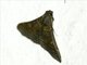 Crambid Snout Moth (Crambidae sp_co4)