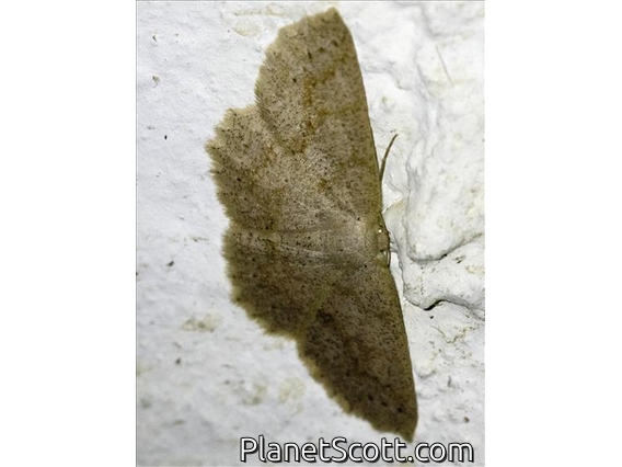 Geometer Moth (Glena sp)