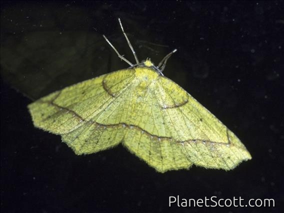 Geometer Moth (Destutia sp)
