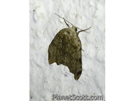 Erebid Moth (Erebidae sp)