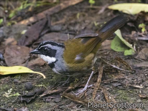 Sierra Nevada Brushfinch (Arremon basilicus)