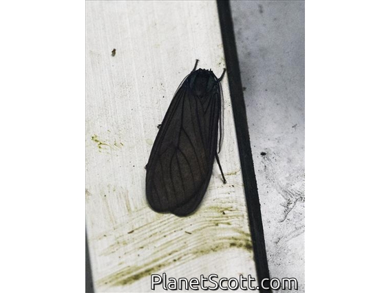 Tiger Moth (Erebidae sp)