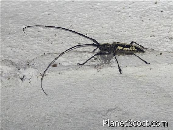 Longhorn Beetle (Taeniotes scalatus)