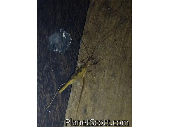 Smooth-legged Tree Cricket (Neoxabea sp)