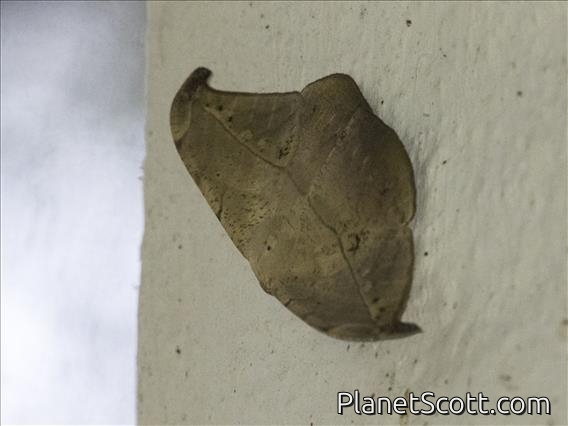 Geometer Moth (Oxydia platypterata)