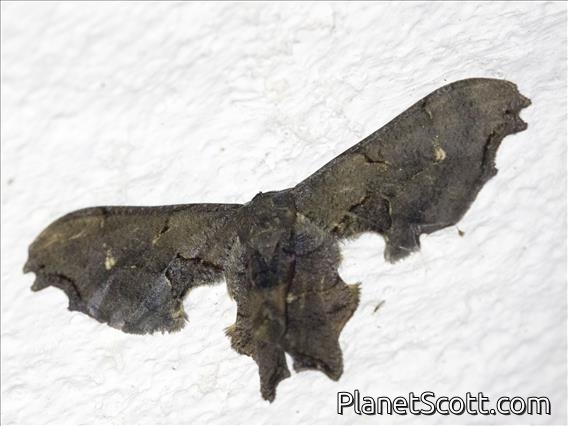 Brown Scoopwing (Calledapteryx dryopterata)