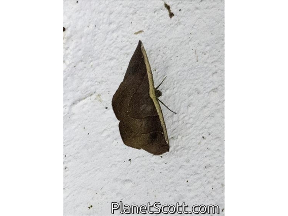Geometer Moth (Cimicodes clisthena)
