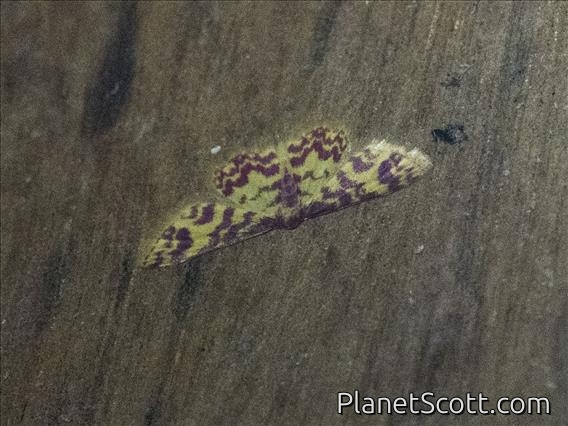 Geometer Moth (Geometridae sp)