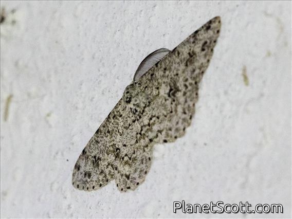 Geometer Moth (Hymenomima sp)