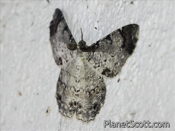Geometer Moth (Epimecis puellaria)