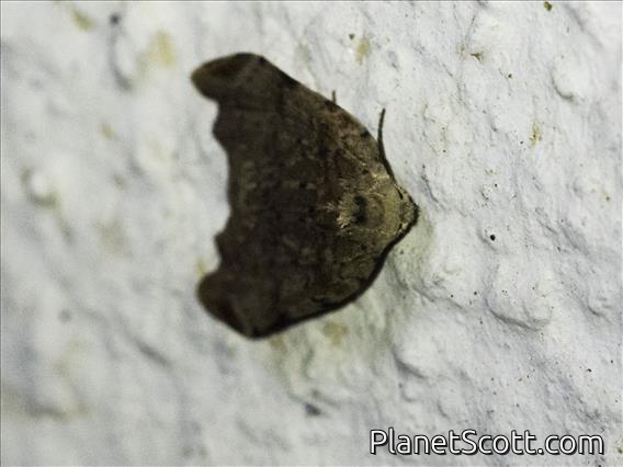 Underwing Moth (Erebidae sp)
