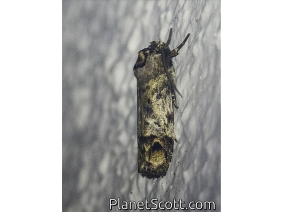 Underwing Moth (Erebidae sp)