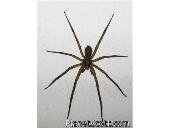 Wandering Spider (Ctenidae sp)