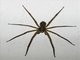 Wandering Spider (Ctenidae sp)